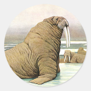 Vintage Walrus on Iceberg in Arctic, Wild Animals Classic Round Sticker