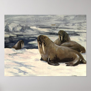 Vintage Walruses by CE Swan Poster