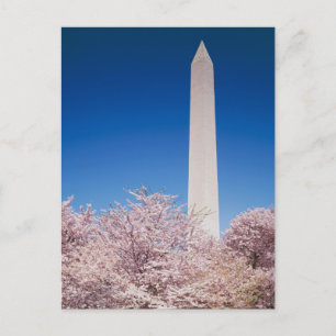 Vintage Washington DC Postcard