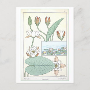 Vintage Water Lily Botanical Illustration Postcard