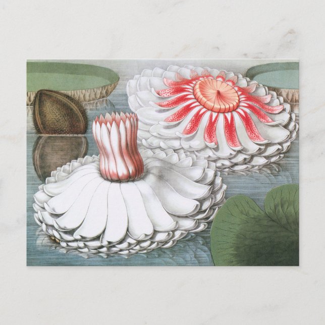 Vintage Waterlilies Flowers in a Garden Pond Postcard (Front)