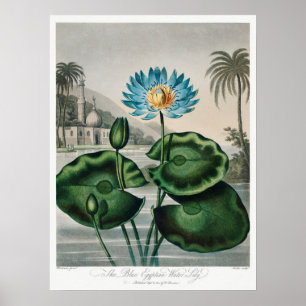 Vintage WaterLily Illustration Poster