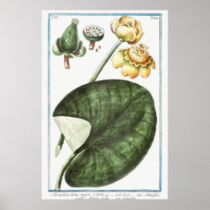 Vintage WaterLily Illustration Poster