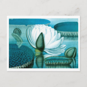 Vintage Waterlily Woodblock, Japan Postcard