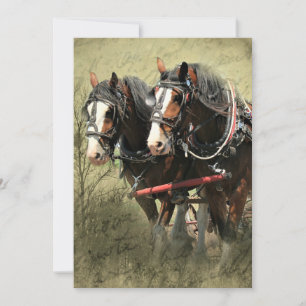 Vintage Weathered Clydesdale Postcard