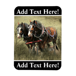 Vintage Weathered Clydesdale Postcard Magnet