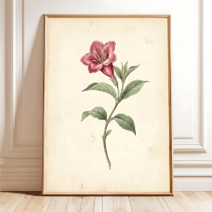 Vintage Weigela Botanical Art Canvas Print