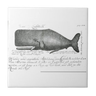 Vintage Whale Design Tile