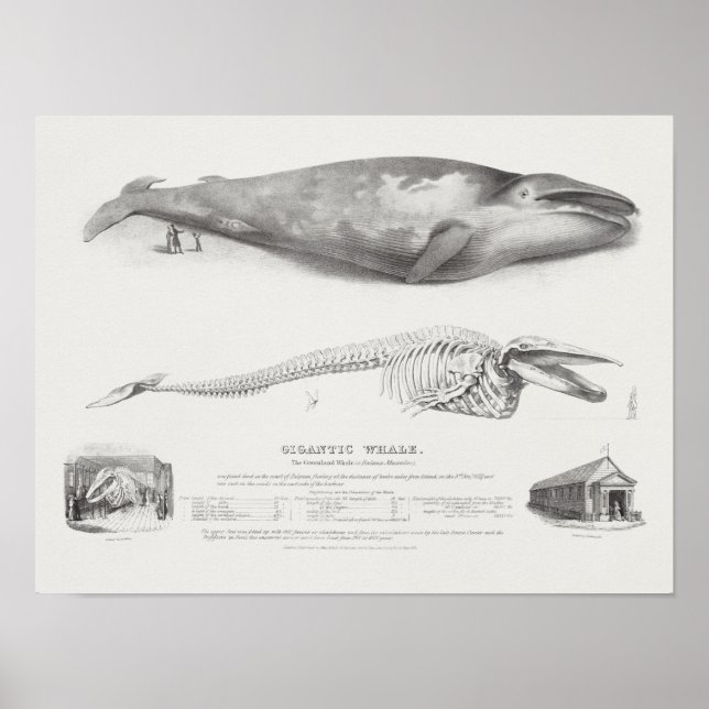 Vintage Whale Illustration Poster (Front)