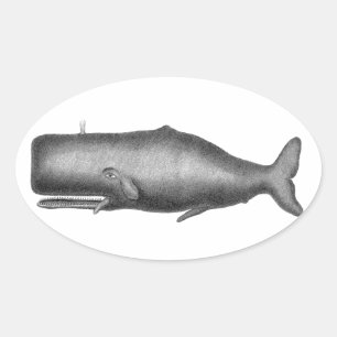 Vintage Whale Oval Sticker