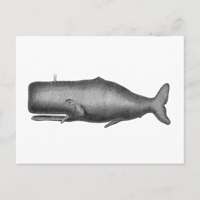 Vintage Whale Postcard (Front)