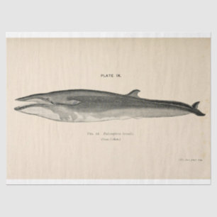 Vintage Whale Script Ephemera Decoupage Nautical Tissue Paper