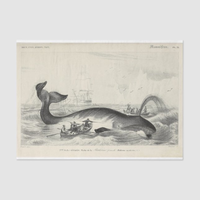 Vintage Whale Ship Ephemera Decoupage Nautical Tissue Paper (Front)