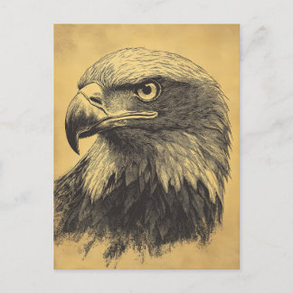 Vintage White-headed eagle Portrait Predator Postcard