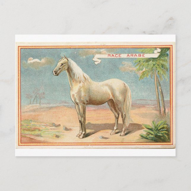 Vintage White Horse Graphic Postcard (Front)