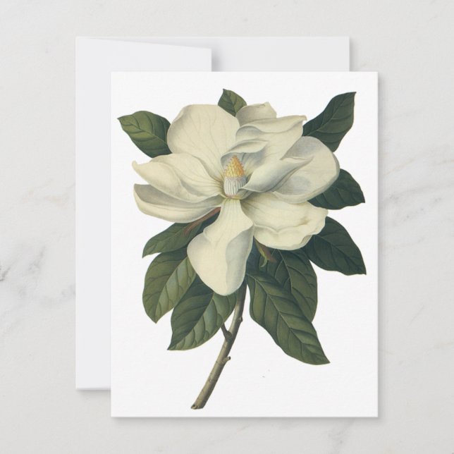 Vintage White Magnolia Blossom Flowers Invitation (Front)