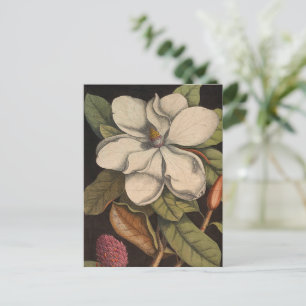 Vintage White Magnolia Botanical Illustration  Postcard