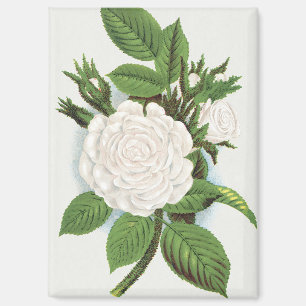 Vintage White Moss Rose Cottagecore Botanical Art Magnet