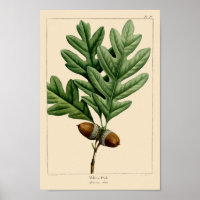 Vintage White Oak Leaves & Acorns Botanical Art