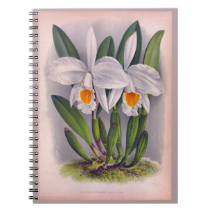 Vintage White Orchids Cattleya Virginalis Lindenia Notebook