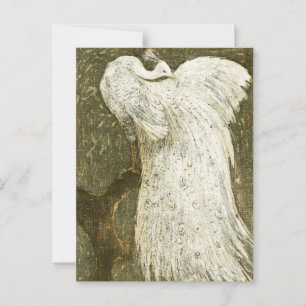 Vintage white peacock illustration postcard