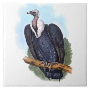 Vintage White-rumped Vulture Bird Illustration Ceramic Tile