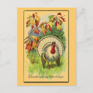 Vintage White Turkey Postcard