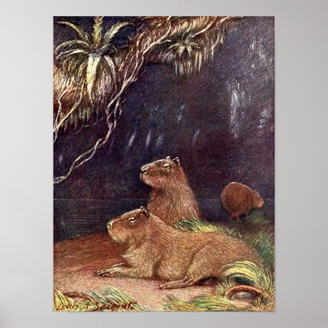 Vintage Wild Animals, Capybara by Louis Sargent Poster (Front)