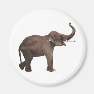Vintage Wild Animals, Good Luck Asian Elephants Magnet