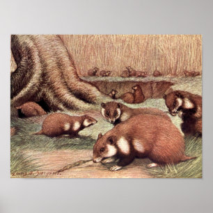 Vintage Wild Animals, Hamsters by Louis Sargent Poster