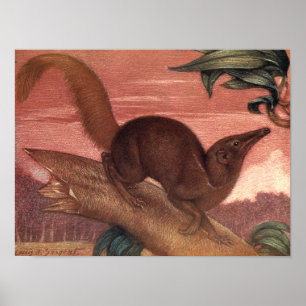 Vintage Wild Animals, Treeshrew by Louis Sargent Poster