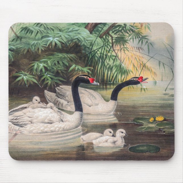 Vintage Wild Black-Necked Swan  Mouse Pad (Front)