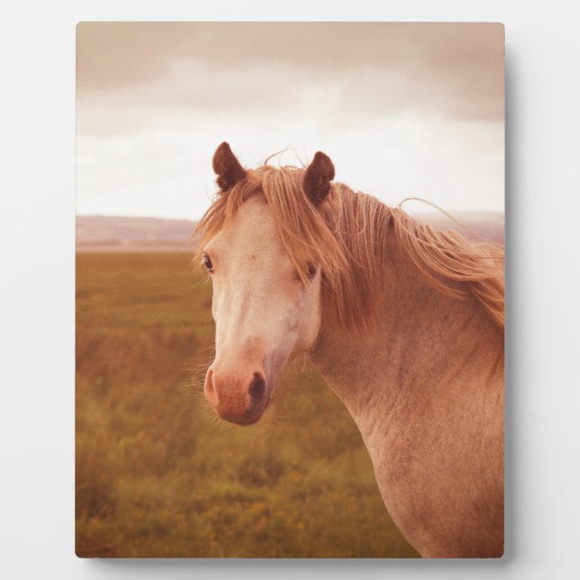 Vintage wild horse plaque (Front)