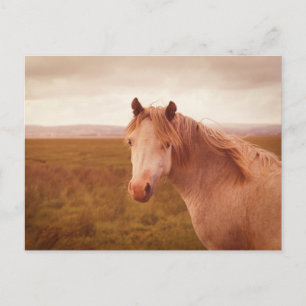 Vintage wild horse postcard