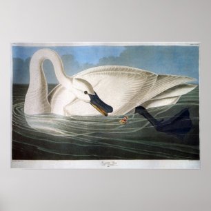 Vintage Wild White Trumpeter Swan Poster