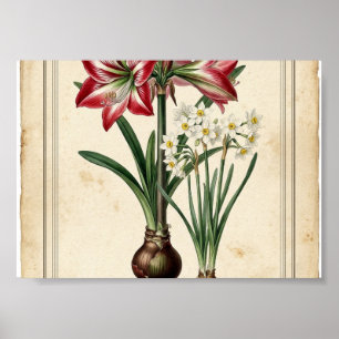 Vintage Winter Amaryllis Paperwhite Botanical Prin Poster