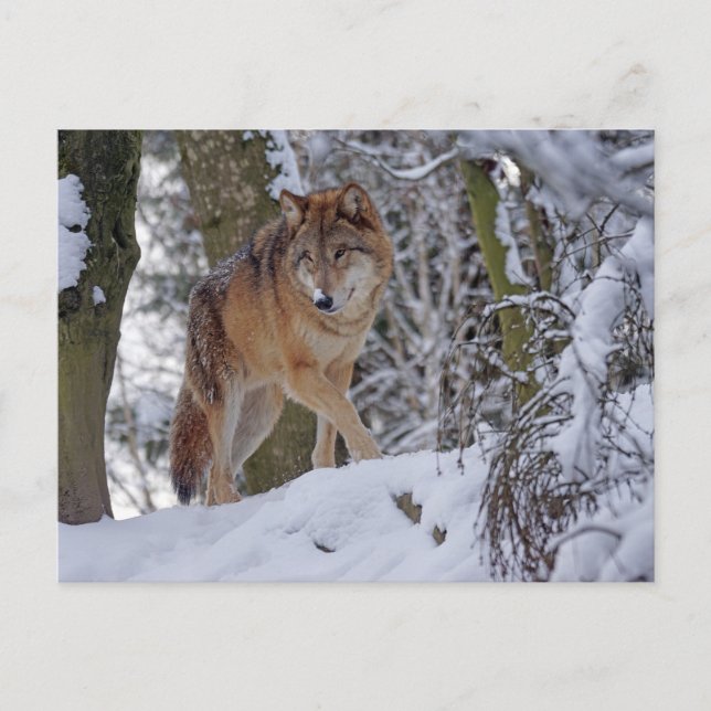 Vintage Winter Wolf Postcard (Front)
