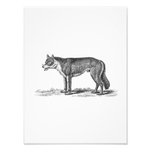 Vintage Wolf Illustration - 1800's Wolves Template Photo Print