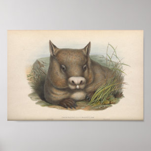 Vintage Wombat Illustration Poster