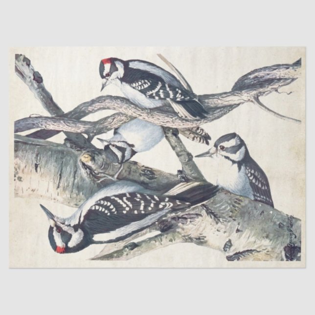 Vintage Woodpecker Bird Parchment Decoupage Nature Tissue Paper (Front)