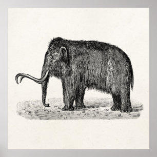 Vintage Woolly Mammoth Illustration Wooly Mammoths Poster