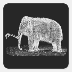 Vintage Woolly Mammoth Illustration Wooly Mammoths Square Sticker