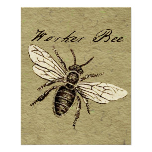 Vintage Worker Bee Insect Illustration Antique Poster