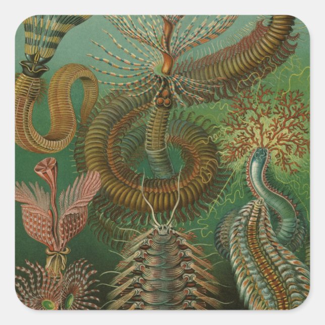 Vintage Worms Annelids Chaetopoda by Ernst Haeckel Square Sticker (Front)