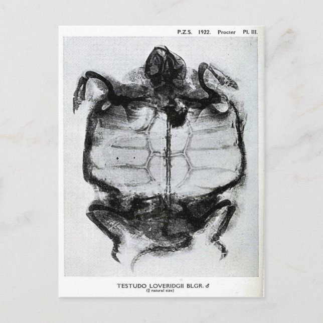 Vintage X-Ray of Turtle Postcard (Front)
