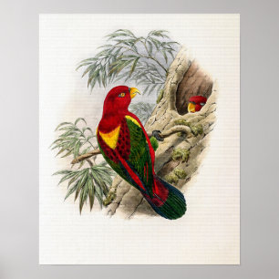 Vintage Yellow-mantled Lory by John Gould Poster