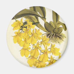 Vintage Yellow Oncidium Orchid, Tropical Flowers Magnet
