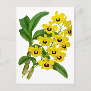 Vintage Yellow Orchid Flower Card