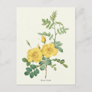 Vintage Yellow Rose Botanical Print Postcard