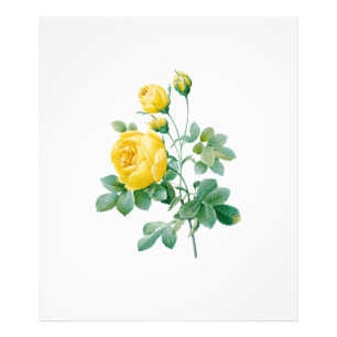 Vintage Yellow Rose Fine art Photo Print